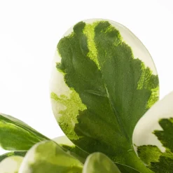 Feuillage de peperomia bicolore artificiel, 27″