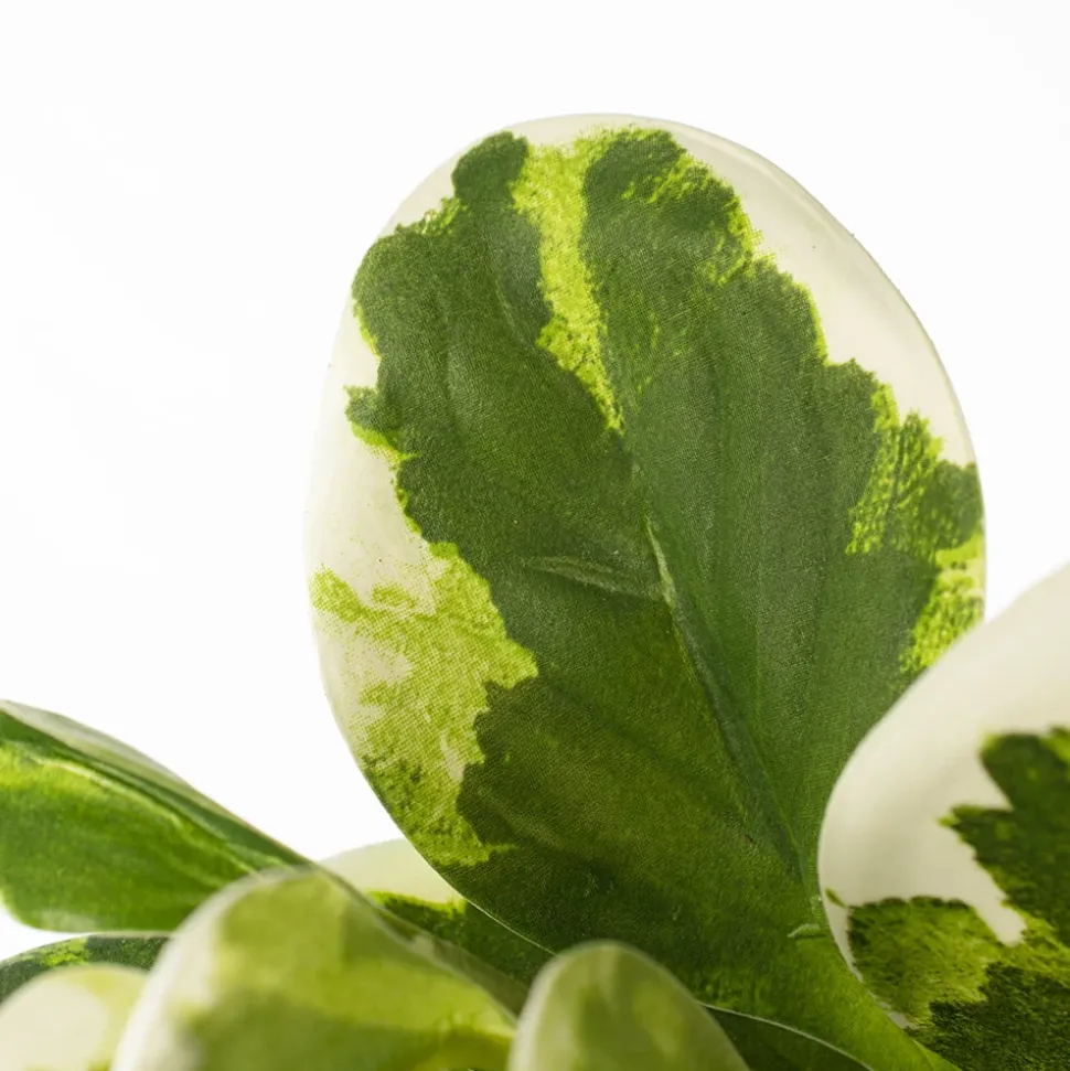 Feuillage de peperomia bicolore artificiel, 27″