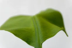 Feuillage sur tige 26″