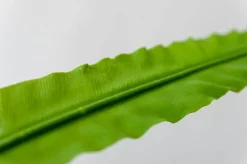 Feuillage sur tige 25″