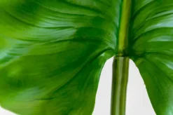 Feuille de calla sur tige 30″