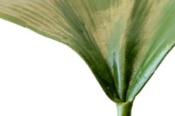 Feuille de ginko sur tige 31″