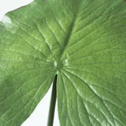Feuille de lotus artificiel, 24″