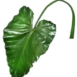 Feuille de plante taro artificielle, 43″