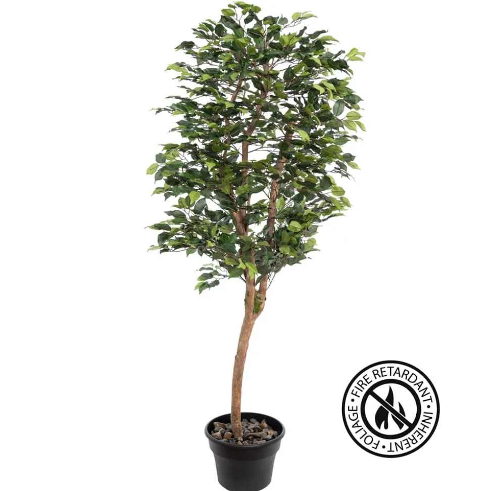 Ficus tree with fire-retardant foliage
