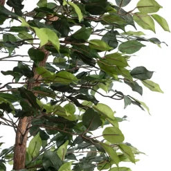 Ficus tree with fire-retardant foliage