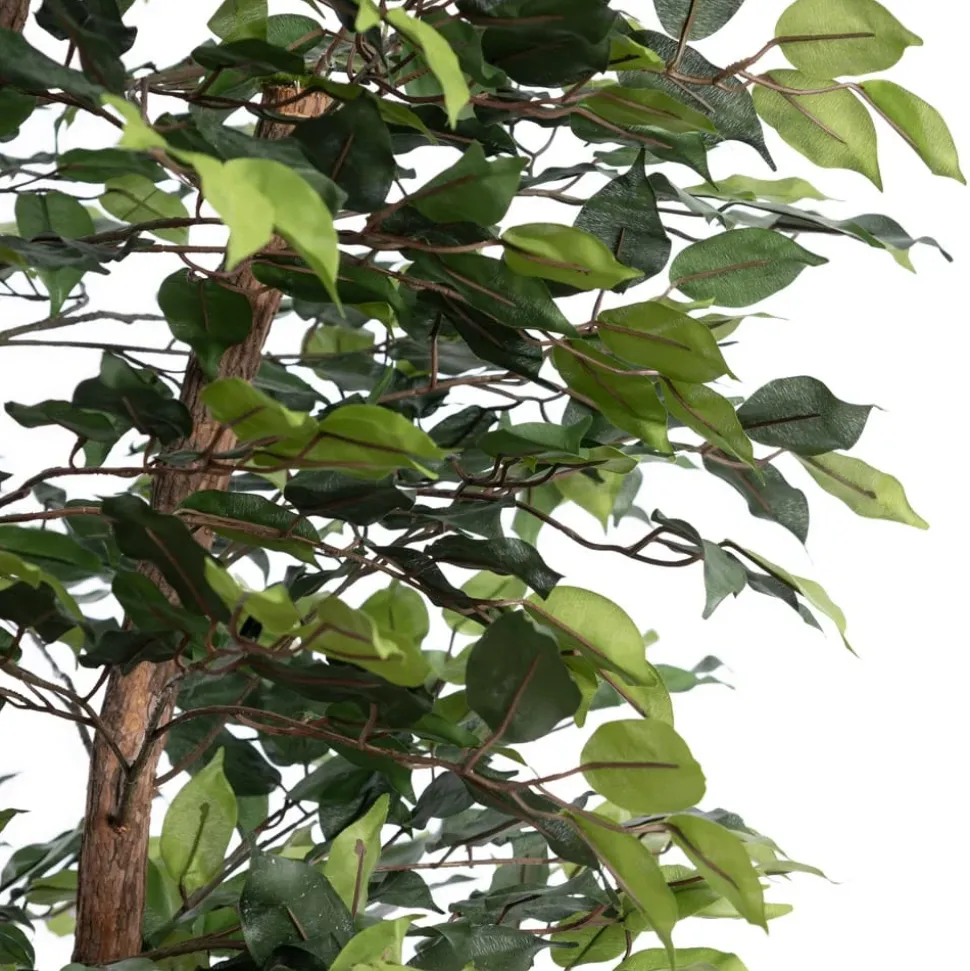 Ficus tree with fire-retardant foliage