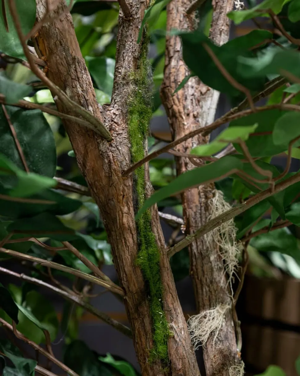 Ficus tree with fire-retardant foliage