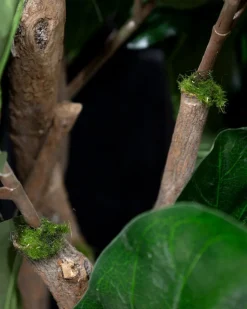 Fiddle-leaf fig tree with fire-retardant foliage