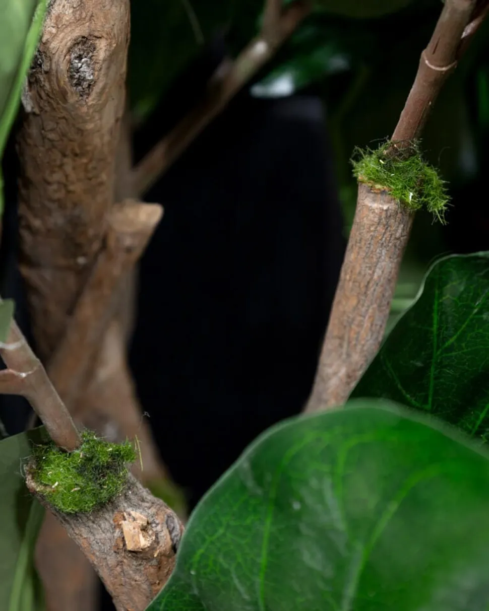 Fiddle-leaf fig tree with fire-retardant foliage