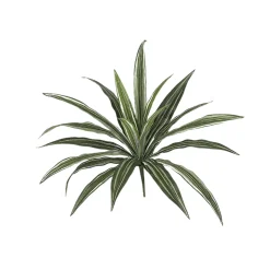 Fire-retardant green and cream dracaena, 16"