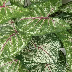 Fire-retardant green syngonium, 16"