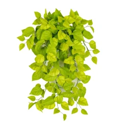 Fire-retardant hanging variegated pothos, 36"