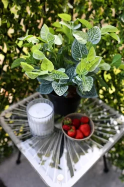 Fittonia artificiel extérieur, 17″