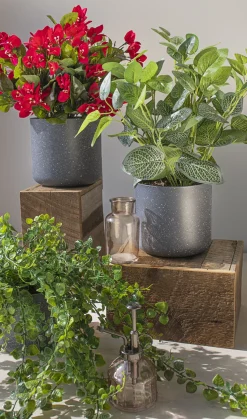 Fittonia artificiel extérieur, 17″