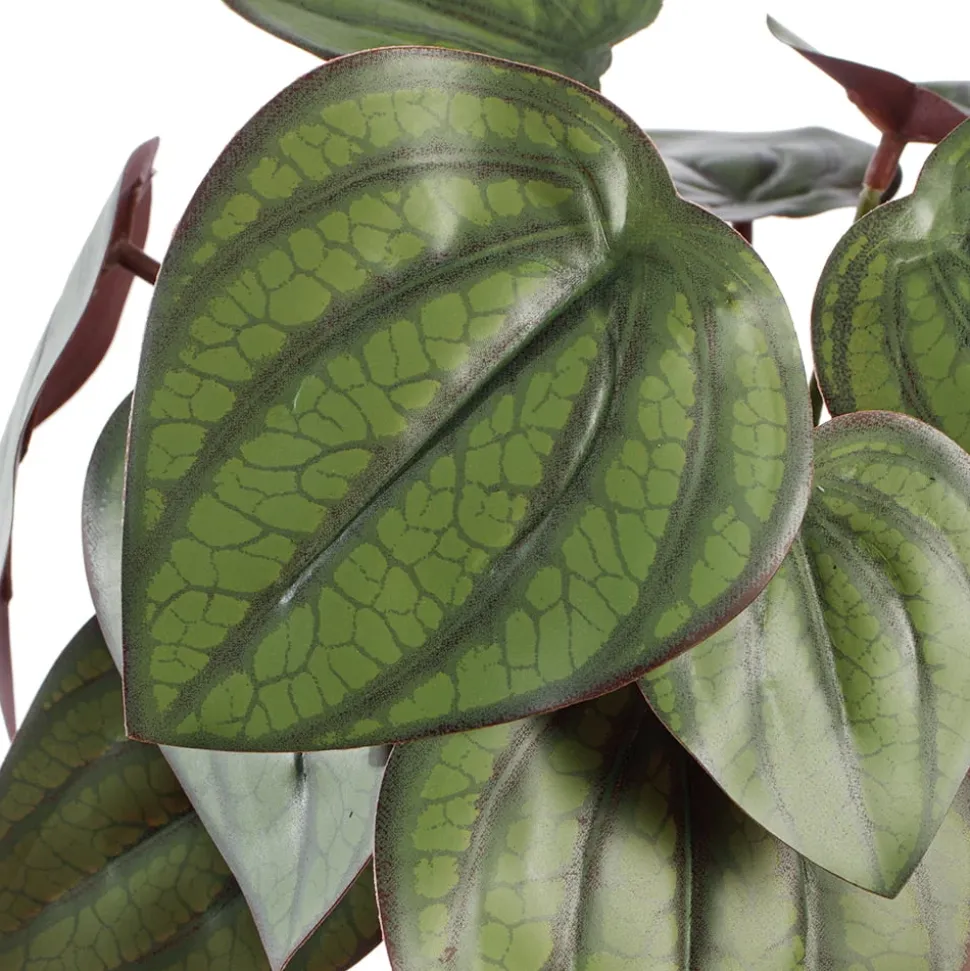 Fittonia vert et bourgogne artificiel, 14″