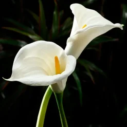 Fleur artificielle de lys calla géant blanc, 33″