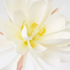 Fleur de nuit blanche, 32″