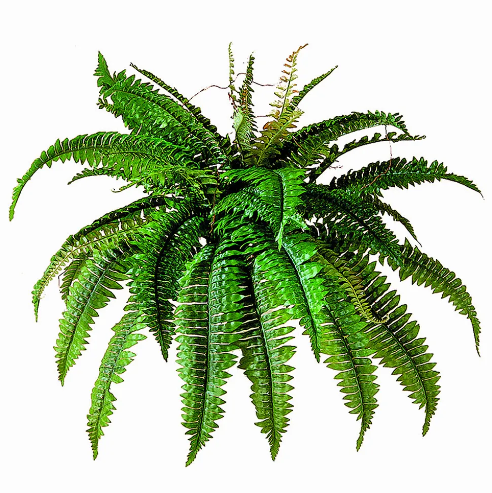 Fougère boston vert foncé artificielle, 34″