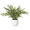 Fougère en pot de béton blanc