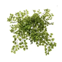 Fougère maidenhair, 17″