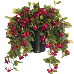 Fuchsias en pot de culture noir, 28 x 20″