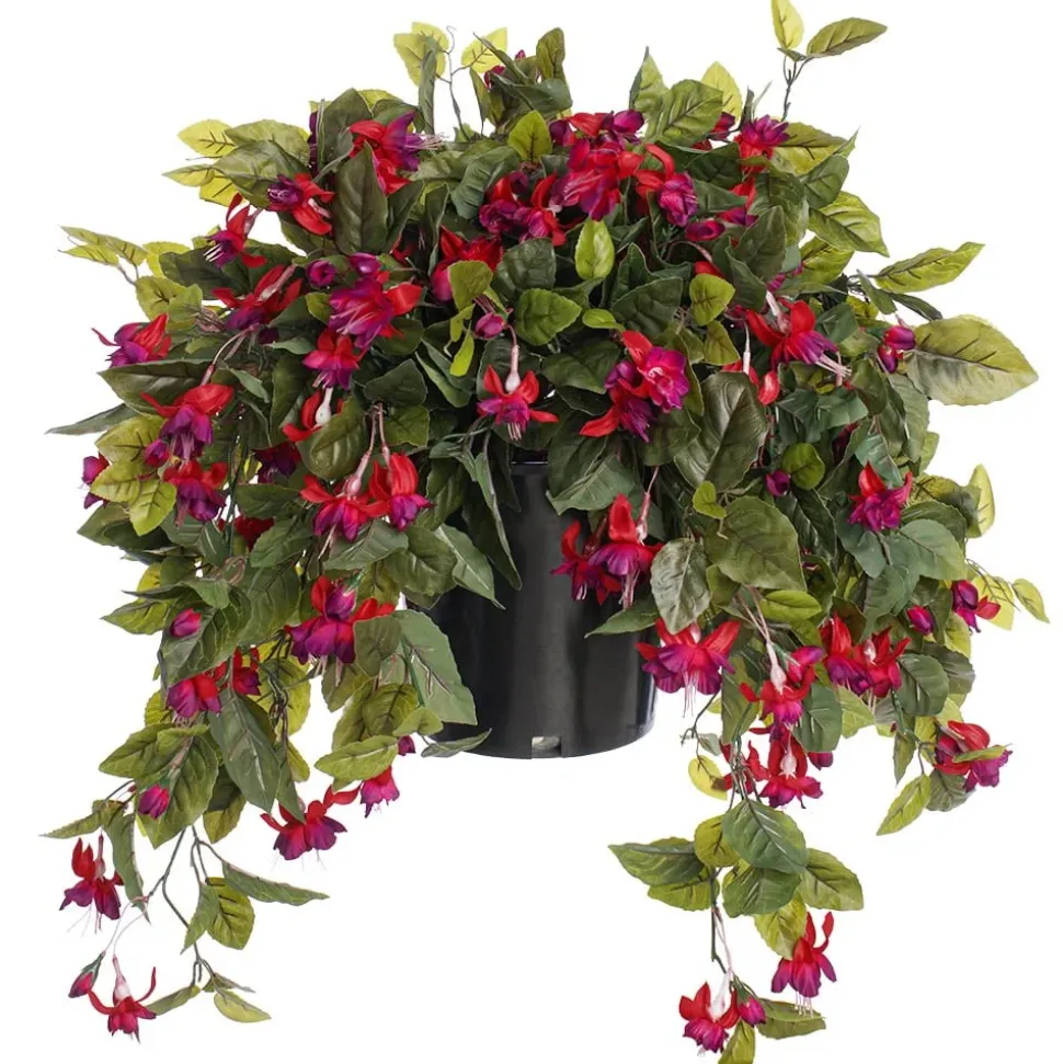 Fuchsias en pot de culture noir, 28 x 20″