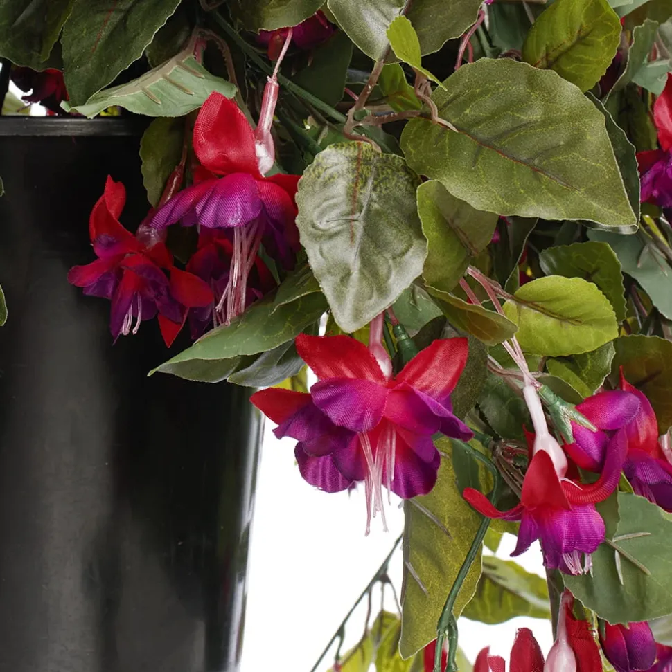 Fuchsias en pot de culture noir, 28 x 20″