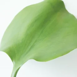 Grande tige de feuille de lotus, 25,5″