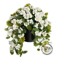 Géranium blanc en pot de culture noir, 28 x 20″