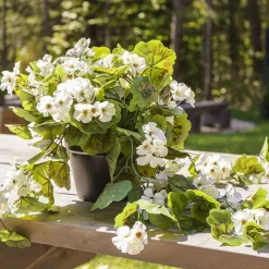 Géranium blanc en pot de culture noir, 22 x 12″