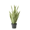 Green and yellow artificial sansevieria, 24″
