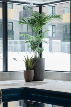 Green and yellow artificial sansevieria, 24″