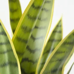 Green and yellow artificial sansevieria, 24″