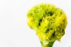 Green Cockscomb, 22″