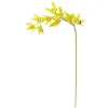 Green Cymbidium Orchid Stem, 30″