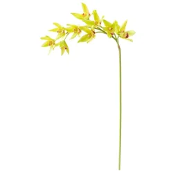 Green Cymbidium Orchid Stem, 30″