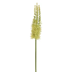 Green Eremurus, 35″