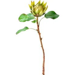 Green King Protea, 22″