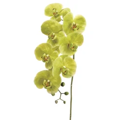 Green Phalaenopsis Orchid Stem, 42″