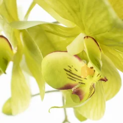 Green Phalaenopsis Orchid Stem, 42″