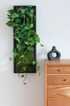 Hanging pothos vertical green wall, 36 x 12″