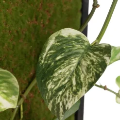 Hanging pothos vertical green wall, 36 x 12″