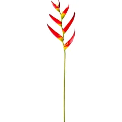 Heliconia Psittacorum Stem, 28″