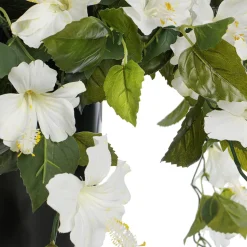 Hibiscus blanc en pot de culture noir, 28 x 20&Prime;