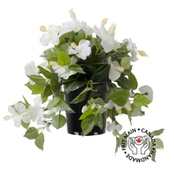 Hibiscus blanc en pot de culture noir, 22 x 12″