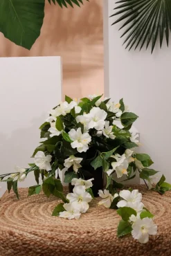 Hibiscus blanc en pot de culture noir, 22 x 12″