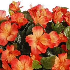 Hibiscus orange en pot de culture noir, 28 x 20″