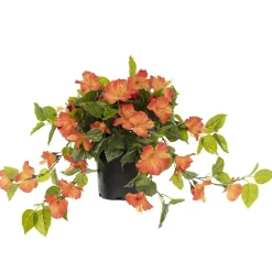 Hibiscus orange en pot de culture noir 22 x 12″