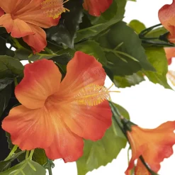 Hibiscus orange en pot de culture noir 22 x 12″